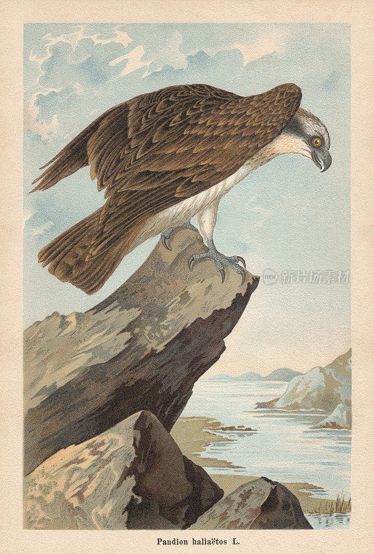 鱼鹰(Pandion haliaetus)，色版画，出版于1896年